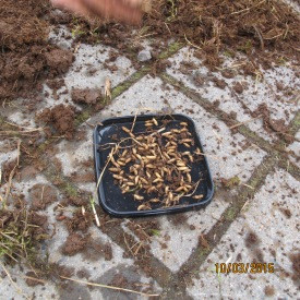 Fluguhnýtingar og stangveiði