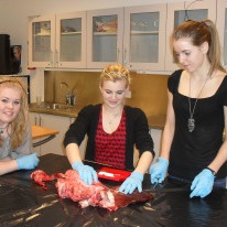 Líffærafræðival - krufning