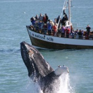 Dýravelferð og Hvalasafnið á Húsavík