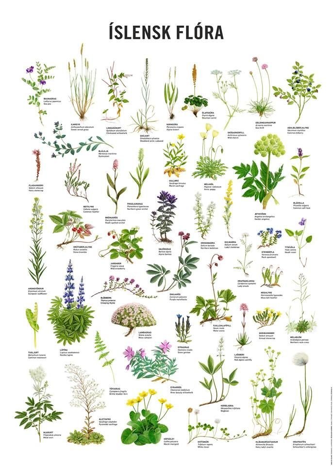 Dagur íslenskrar náttúru