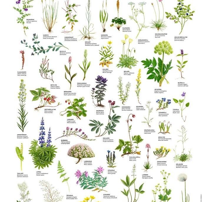 Dagur íslenskrar náttúru